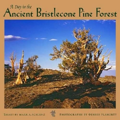 Day in the Ancient Bristlecone Pine Forest book