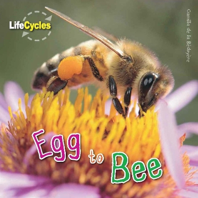 Life Cycles: Egg to Bee book