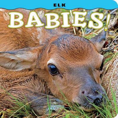 Elk Babies! book