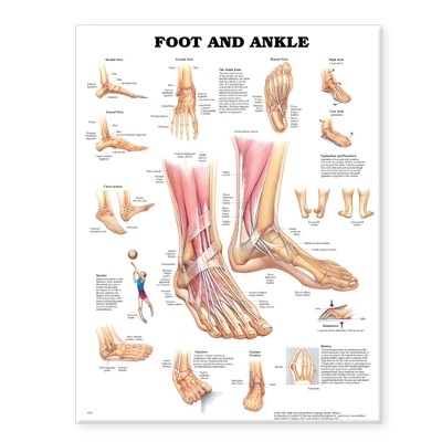 Foot and Ankle Anatomical Chart by Anatomical Chart Company