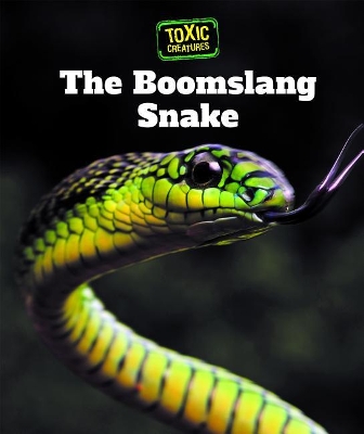 Boomslang Snake by Alicia Klepeis