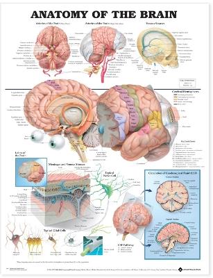 Anatomy of the Brain Anatomical Chart by Anatomical Chart Company