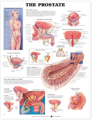 The Prostate Anatomical Chart by Anatomical Chart Company