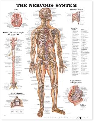 The Nervous System Anatomical Chart by Anatomical Chart Company