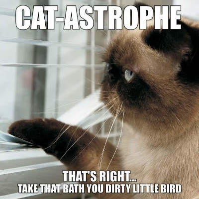 Cat-Astrophe book