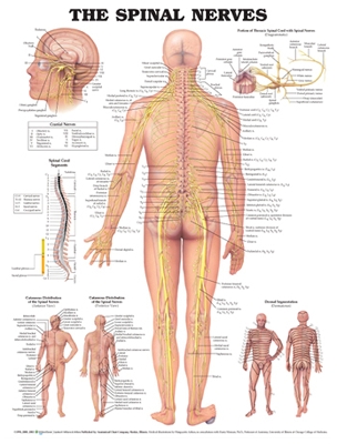 The Spinal Nerves Anatomical Chart by Anatomical Chart Company