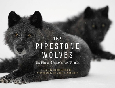 The Pipestone Wolves: The Rise and Fall of a Wolf Family book