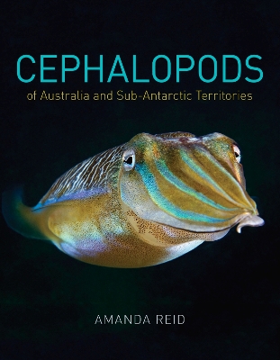 Cephalopods by Amanda Reid