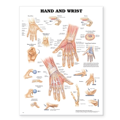 Hand and Wrist Anatomical Chart by Anatomical Chart Company