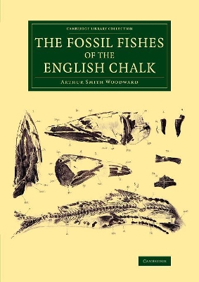 Fossil Fishes of the English Chalk book