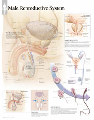 Male Reproductive System Paper Poster book