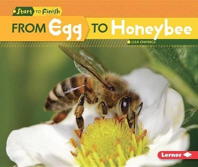 From Egg to Honeybee book