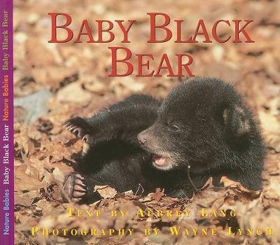 Baby Black Bear by Aubrey Lang