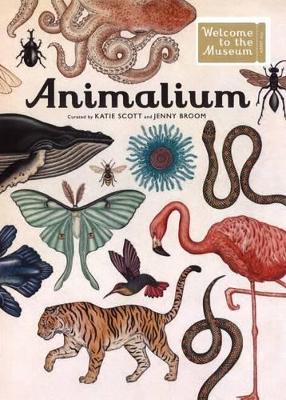 Animalium Welcome to the Museum by Jenny Broom