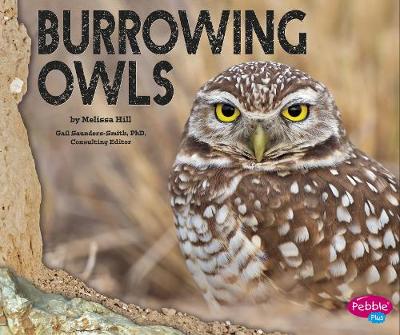 Burrowing Owls by Melissa Hill
