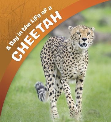 A A Day in the Life of a Cheetah by Lisa J. Amstutz